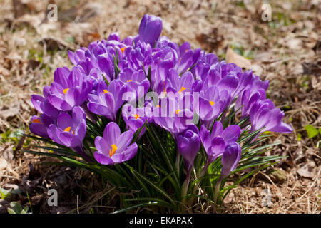 Printemps, Crocus Crocus géant aka (Crocus vernus) fleurs - Virginia USA Banque D'Images