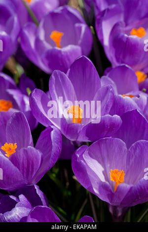 Printemps, Crocus Crocus géant aka (Crocus vernus) fleurs - Virginia USA Banque D'Images