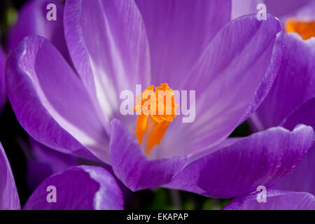 Printemps, Crocus Crocus géant aka (Crocus vernus) fleurs - Virginia USA Banque D'Images