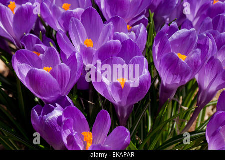 Printemps, Crocus Crocus géant aka (Crocus vernus) fleurs - Virginia USA Banque D'Images