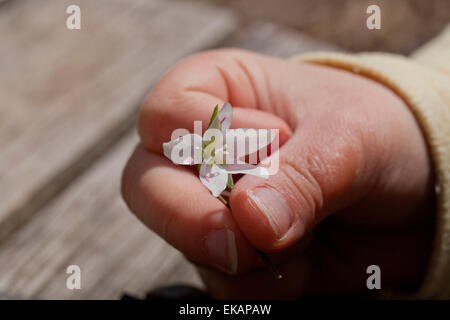 Enfant tenant petite fleur, gros plan Banque D'Images