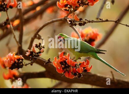 Perruche rose fleur sur l'alimentation pendant la saison du printemps à Ranthambhore forêt de l'Inde Banque D'Images