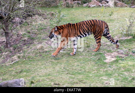 Femme Tigre de Sumatra (Panthera tigris sumatrae) Banque D'Images