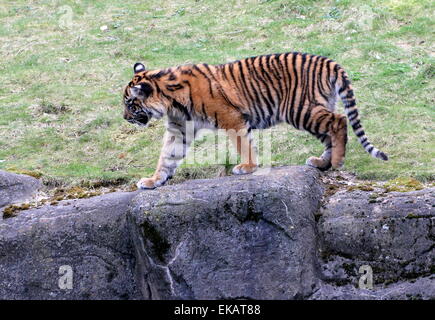 Six mois vieille femme tigre de Sumatra (Panthera tigris sumatrae) Banque D'Images