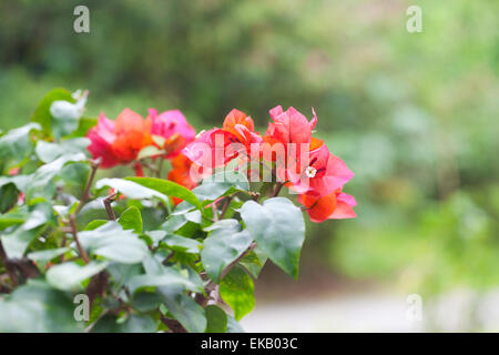 Bougainvillea bonsai magnifique dans un jardin botanique Banque D'Images