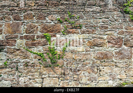 Vieux mur de pierres empilées de lierre en Ecosse Banque D'Images