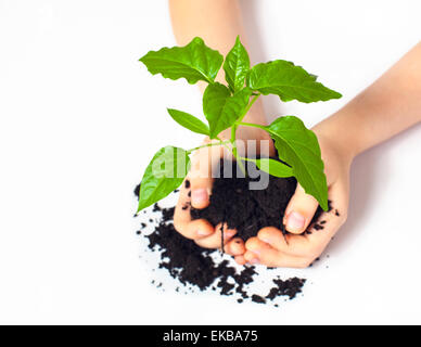 Petite plante prit dans les mains de l'enfant Banque D'Images