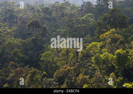 Rainforest à Tully Gorge National Park, une partie de la Wet Tropics Zone du patrimoine mondial, UNESCO, Queensland, Australie Banque D'Images