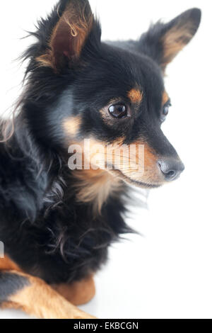 Portrait of black russian toy terrier isolated on white Banque D'Images