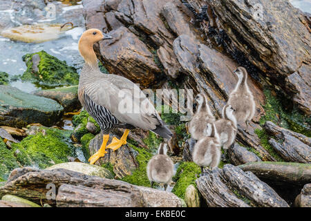 Les femelles adultes (Chloephaga picta oies et oisons leucoptera) à l'île de la carcasse, des îles Malouines Banque D'Images