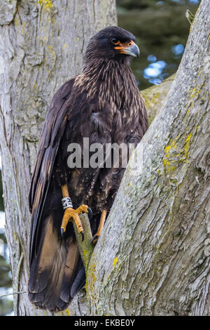 Caracara strié adultes (Phalcoboenus australis), connu localement comme un Johnny Rook, île de la carcasse, des îles Malouines Banque D'Images