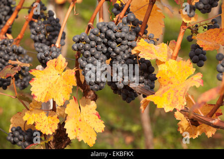 Vin rouge le raisin, automne, Uhlbach, Baden Wurtemberg, Allemagne, Europe Banque D'Images