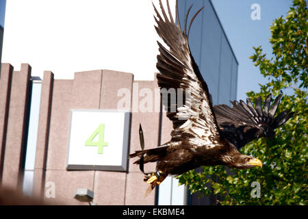 22 septembre 2008 - Cologne : présentation d'un aigle volant à la Photokina 2010 à Cologne la photo. Banque D'Images