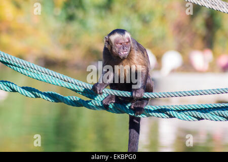 Singe capucin marche sur une corde (apella cebus) Banque D'Images