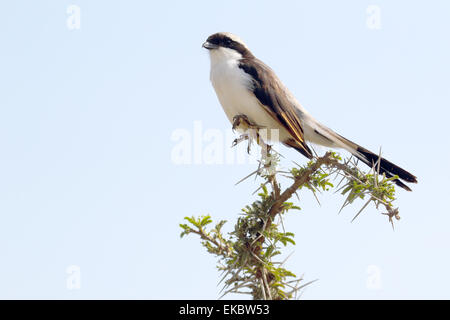 Un oiseau d'Afrique du Nord, connue sous le nom de pies-grièches, blanche Eurocephalus rueppelli, perché sur un rameau d'acacia à Serengeti National Banque D'Images