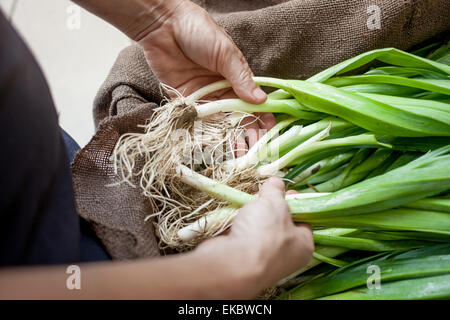 Les mains avec des oignons de printemps Banque D'Images