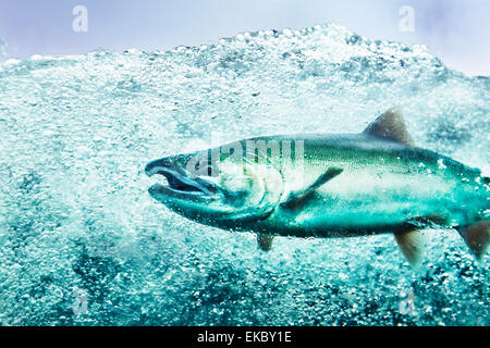 Sous-vue de saumon coho (Oncorhynchus kisutch) swimming in river, Juneau, Alaska, USA Banque D'Images