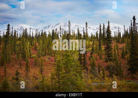 Forêt d'automne en face d'une montagne, Wrangell St Elias, Alaska, USA Banque D'Images