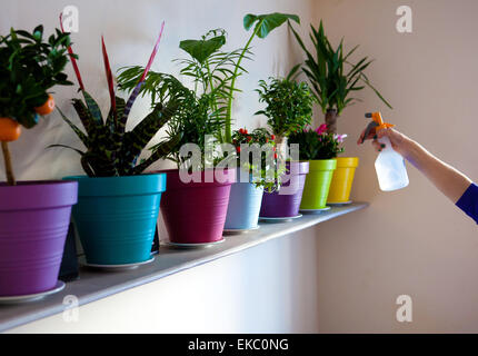 Main de femme ligne de pulvérisation de plantes en pot avec de l'eau Banque D'Images