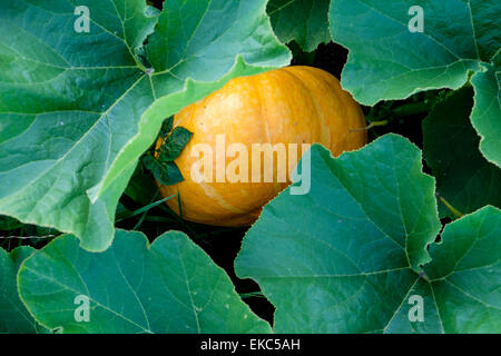 Rouge d'Estampe pumpkins croissant sur un allotissement Banque D'Images