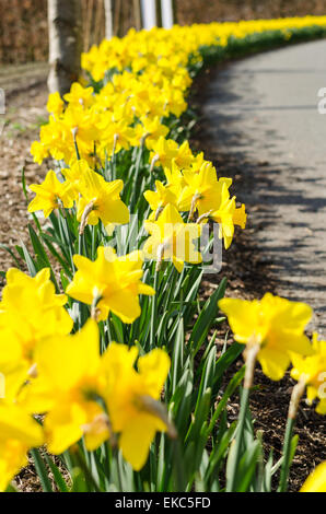 Printemps Jonquilles en pleine floraison. L'angle faible. Diminution des lignes. La verticale Banque D'Images