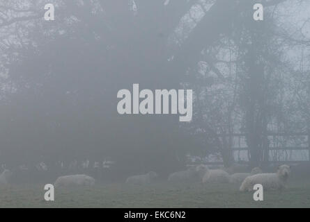 Bewl Water, Ticehurst, East Sussex, Royaume-Uni.9 avril 2015.la brume en début de matinée enveloppe l'eau et la campagne environnante créant des scènes éthérées Banque D'Images