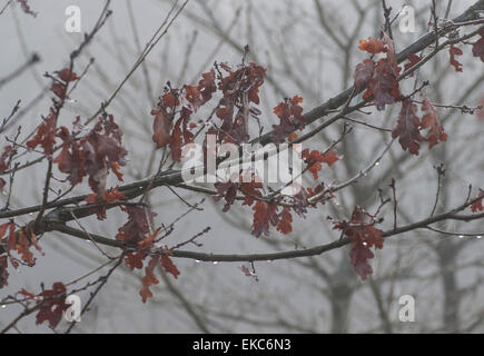 Bewl Water, Ticehurst, East Sussex, Royaume-Uni.9 avril 2015.la brume en début de matinée enveloppe l'eau et la campagne environnante créant des scènes éthérées Banque D'Images