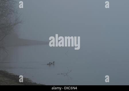 Bewl Water, Ticehurst, East Sussex, Royaume-Uni.9 avril 2015.la brume en début de matinée enveloppe l'eau et la campagne environnante créant des scènes éthérées Banque D'Images