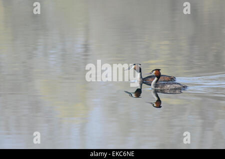 Bewl Water, Ticehurst, East Sussex, Royaume-Uni.9 avril 2015.la brume en début de matinée enveloppe l'eau et la campagne environnante créant des scènes éthérées Banque D'Images