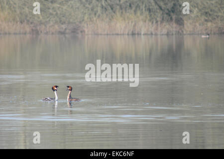 Bewl Water, Ticehurst, East Sussex, Royaume-Uni.9 avril 2015.la brume en début de matinée enveloppe l'eau et la campagne environnante créant des scènes éthérées Banque D'Images