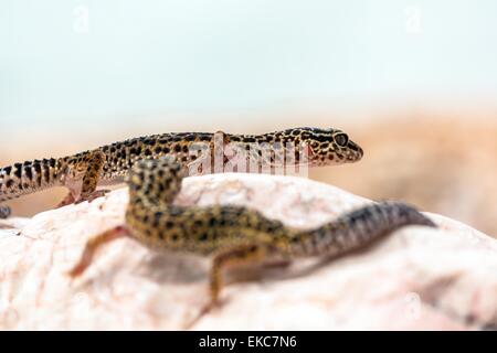 Leopard Gecko Lizard sur les roches Banque D'Images