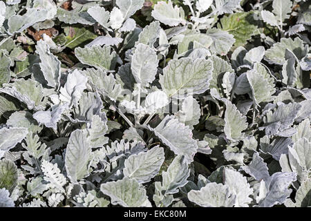 Contexte à partir de feuilles de Dusty Miller avec le nom botanique Cineraria Maritima. Banque D'Images