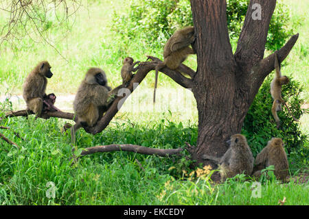 Papionini Primates des Thraupidae Baboon dans Parc national de Tarangire, Manyara Région, la Tanzanie, l'Afrique. Banque D'Images