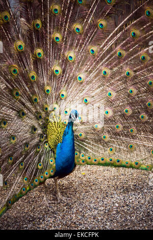 Le paon se répand sa magnifique queue dans le jardin près de Dolmabahce, Istanbul, Turquie. Banque D'Images