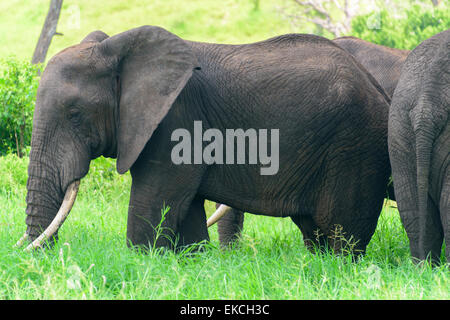 Loxodonta africana Portrait d'éléphants du parc national de Tarangire couchage, Région de Manyara, la Tanzanie, l'Afrique. Banque D'Images