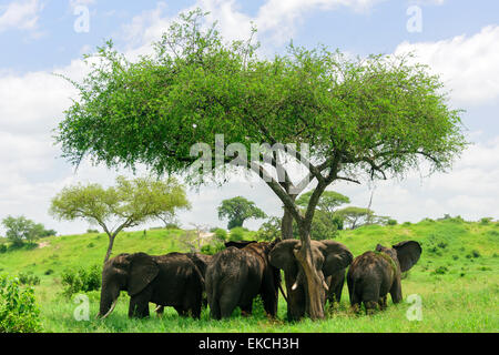 Portrait d'éléphants d'Afrique Loxodonta africana dormir sous l'acacia Parc national de Tarangire, Manyara Région, la Tanzanie, l'Afrique. Banque D'Images