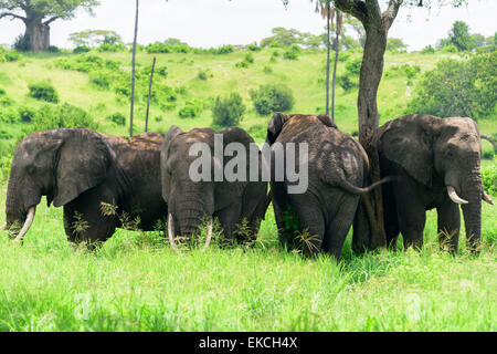 Loxodonta africana Portrait d'éléphants du parc national de Tarangire couchage, Région de Manyara, la Tanzanie, l'Afrique. Banque D'Images