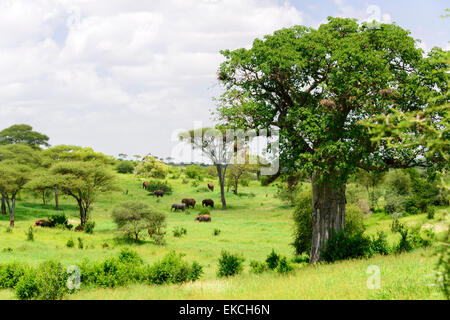 Loxodonta africana Paysage avec les éléphants dans le parc national de Tarangire, Manyara Région, la Tanzanie, l'Afrique. Banque D'Images