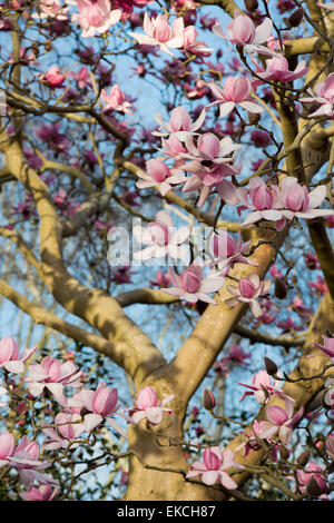 Magnolia Campbellii tree in spring. UK Banque D'Images