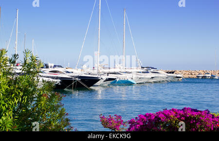 Calvià Puerto Portals Nous bougainvilliers jardin à Mallorca Banque D'Images