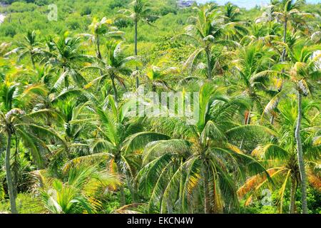 Vue aérienne palmier jungle en Caraïbes Banque D'Images