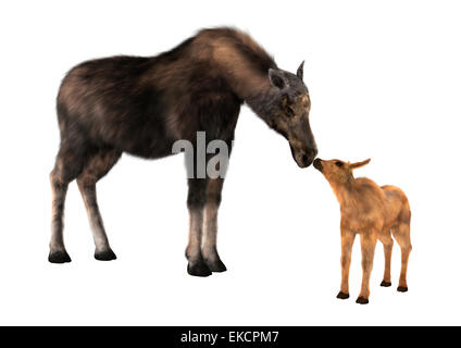 Numérique 3D render of a female moose et un veau isolé sur fond blanc Banque D'Images