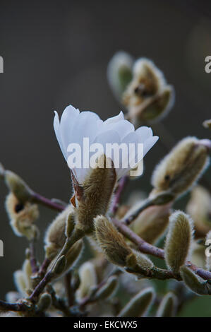 Magnolia stellata est une croissance lente et moyenne taille arbuste à feuilles caduques de large, arrondi habitude originaires du Japon. Banque D'Images