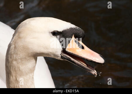 Un bouton mute swan (Cygnus olor) s/n (mâle) gros plan de la tête avec son bec ouvert avec des gouttelettes d'eau. Banque D'Images