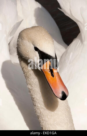 Un gros plan de la tête et du cou d'un stylo (femelle) mute swan (Cygnus olor) avec des gouttelettes d'eau sur sa tête et cou. Banque D'Images