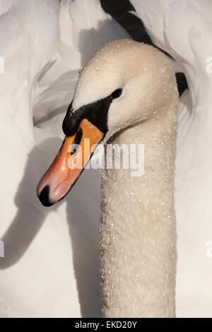 Un gros plan de la tête et du cou d'un stylo (femelle) mute swan (Cygnus olor) avec des gouttelettes d'eau sur sa tête et cou. Banque D'Images