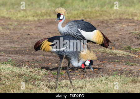 Grues couronnées grises sur la savane Banque D'Images