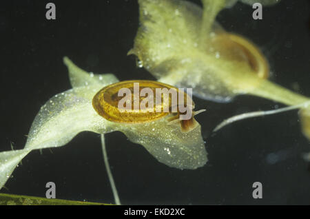 Petit Escargot Ramshorn Whirlpool - Anisus vorticulus Banque D'Images