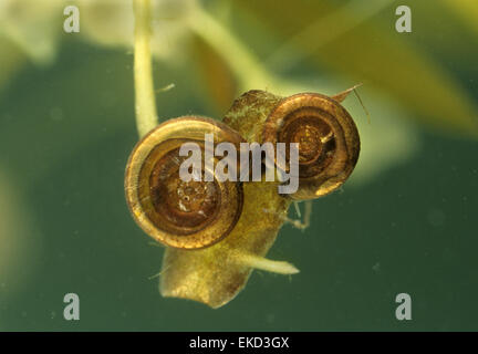 Petit Escargot Ramshorn Whirlpool - Anisus vorticulus Banque D'Images