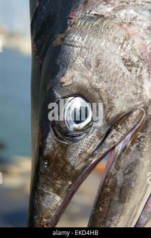 Méditerranée marlins head Tetrapturus belone Banque D'Images